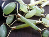 Natural Jade Stone Face Roller for Lymphatic Drainage & Glow